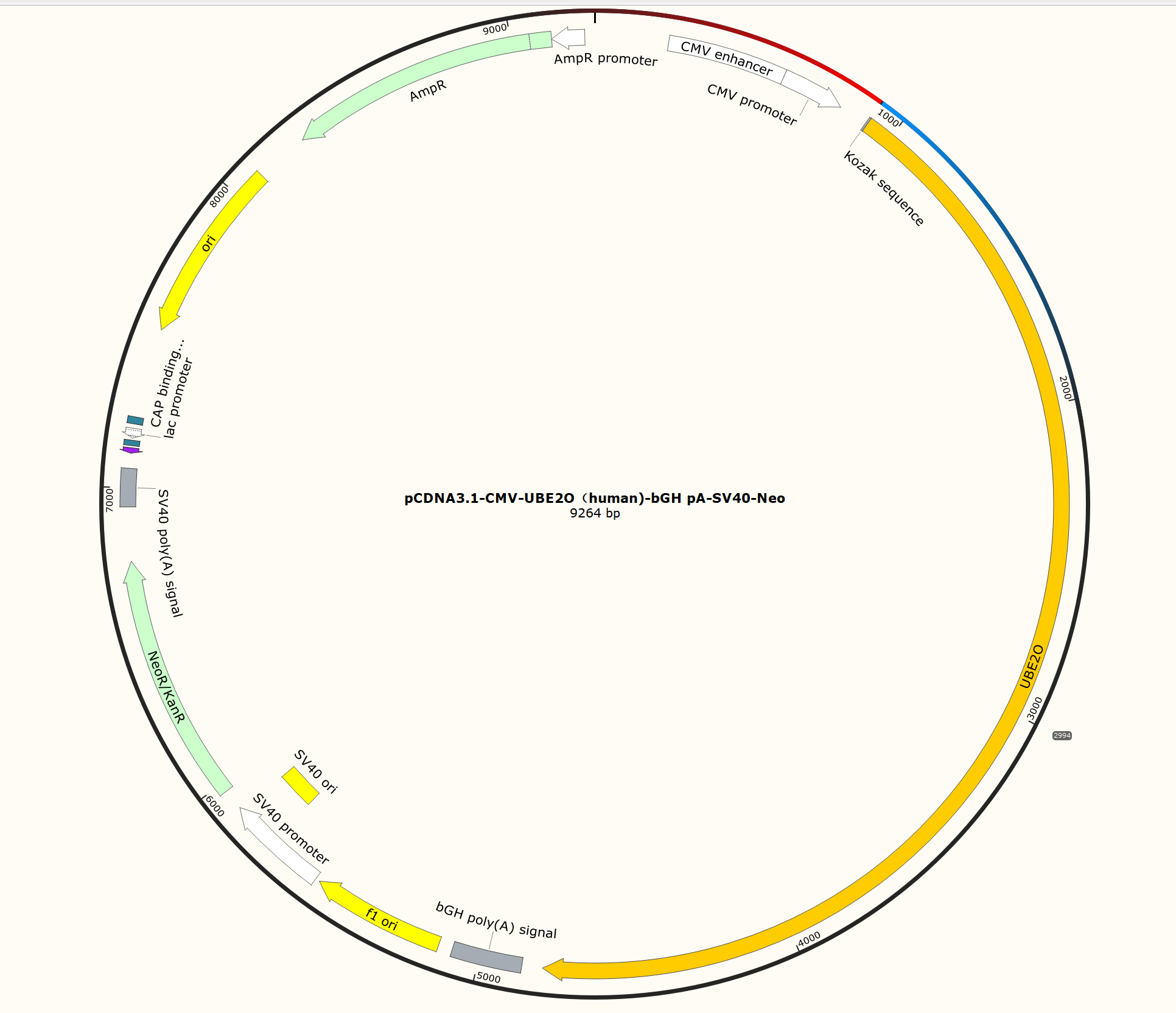 pCDNA3.1-CMV-UBE2O（human)-bGH pA-SV40-Neo