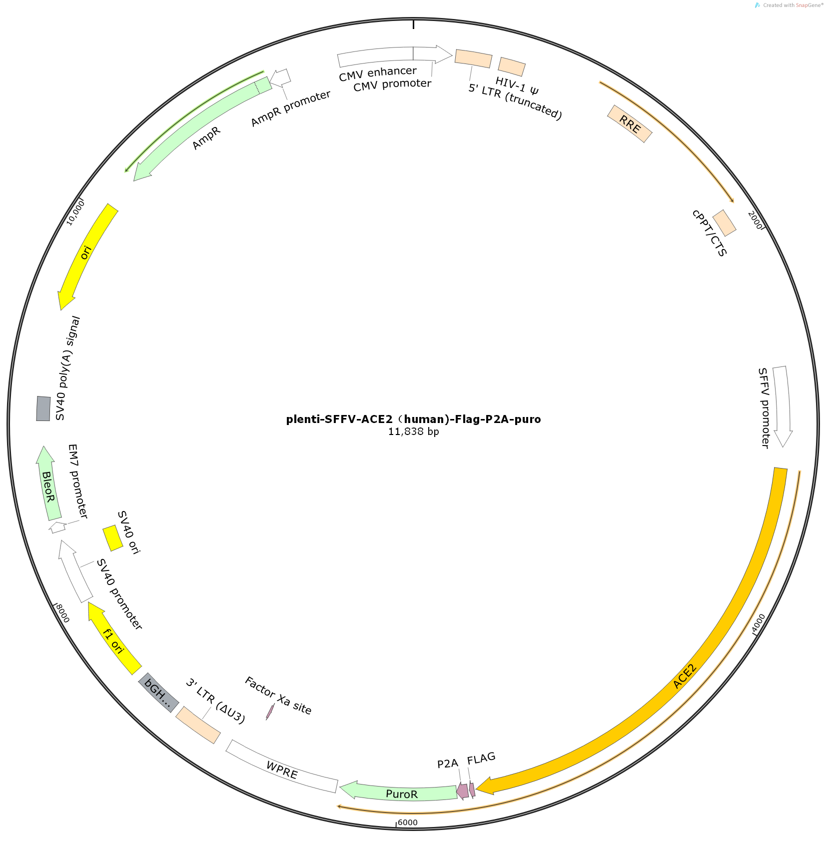  GC-Plenti-SFFV-ACE2（human)-Flag-P2A-puro 