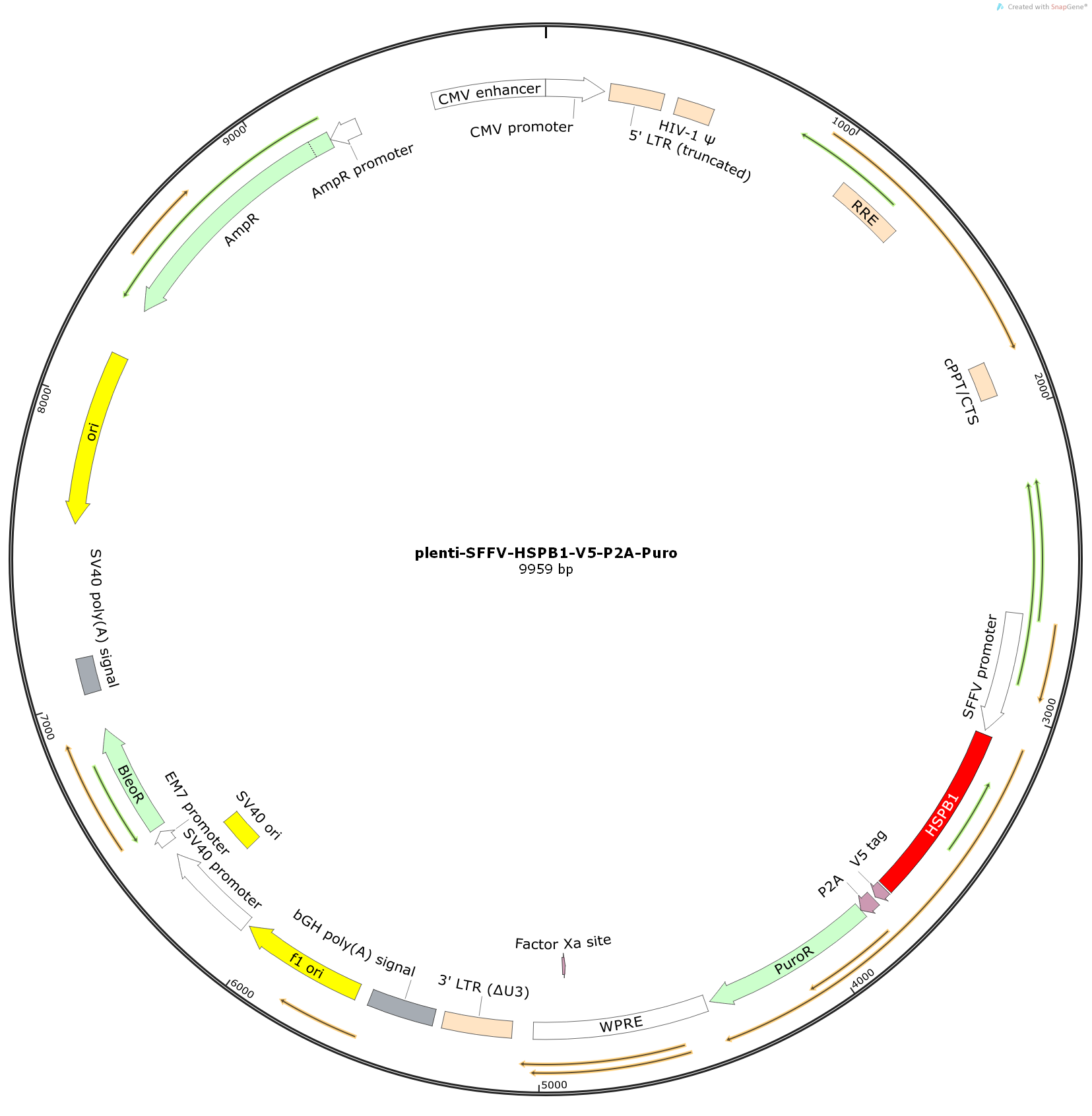  GC-Plenti-SFFV-HSPB1（human)-V5-P2A-puro 