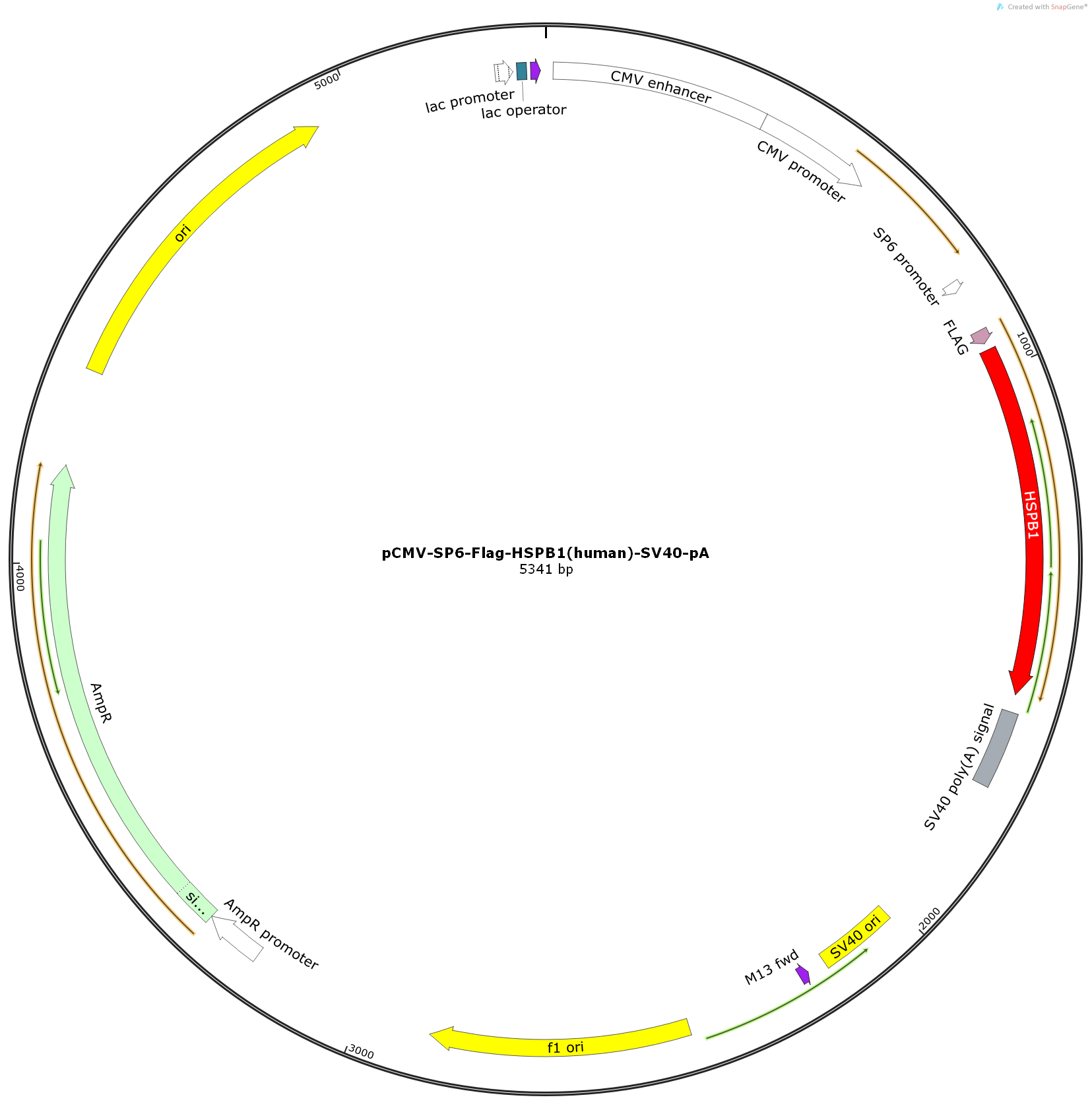 pCMV-SP6-Flag-HSPB1(human)-SV40-pA