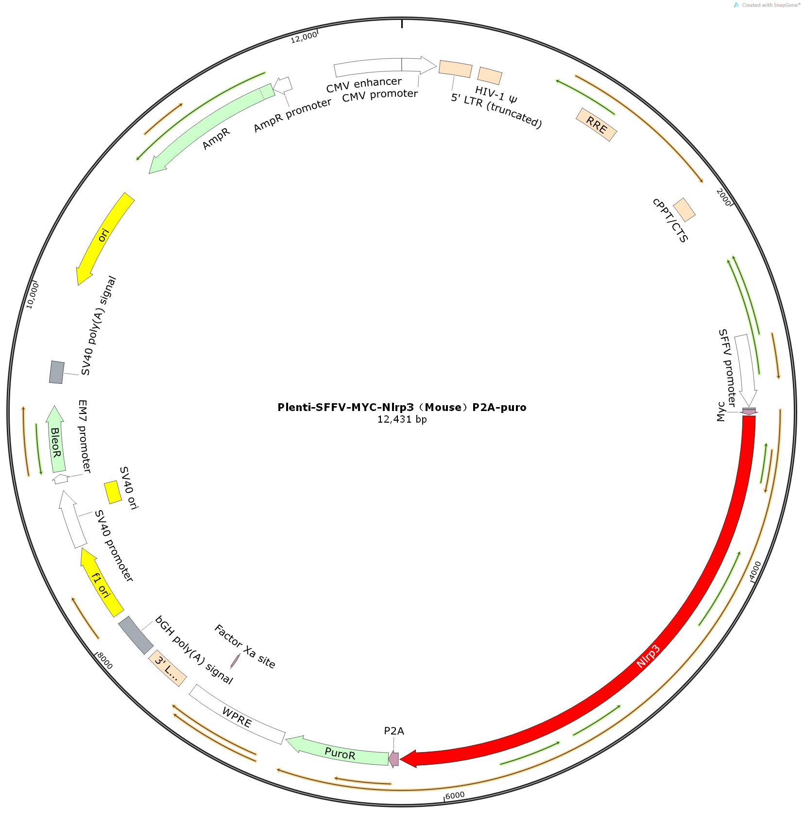  GC-Plenti-SFFV-MYC-Nlrp3（Mouse）-P2A-puro 
