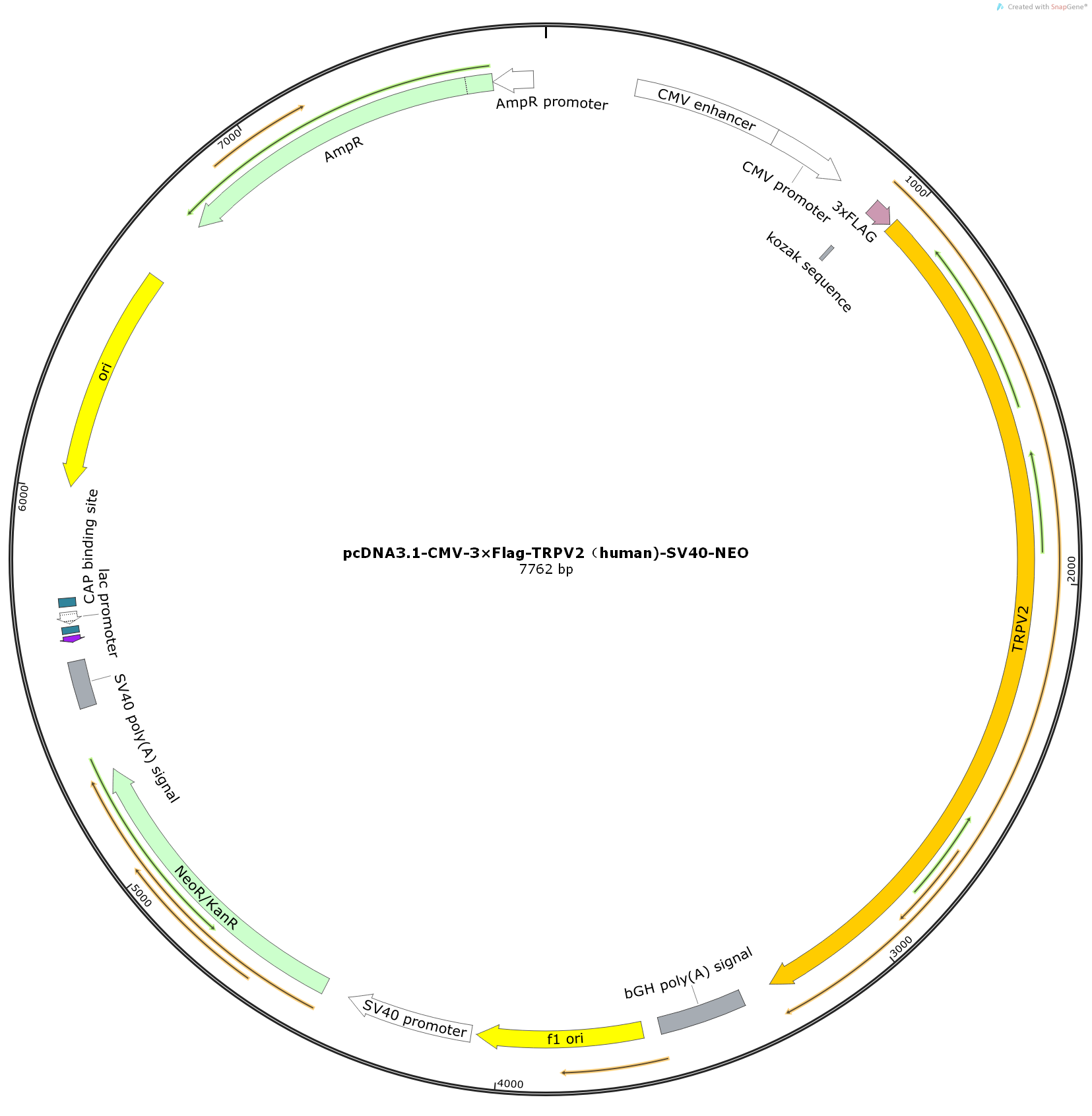pcDNA3.1-CMV-3×Flag-TRPV2（human)-SV40-NEO