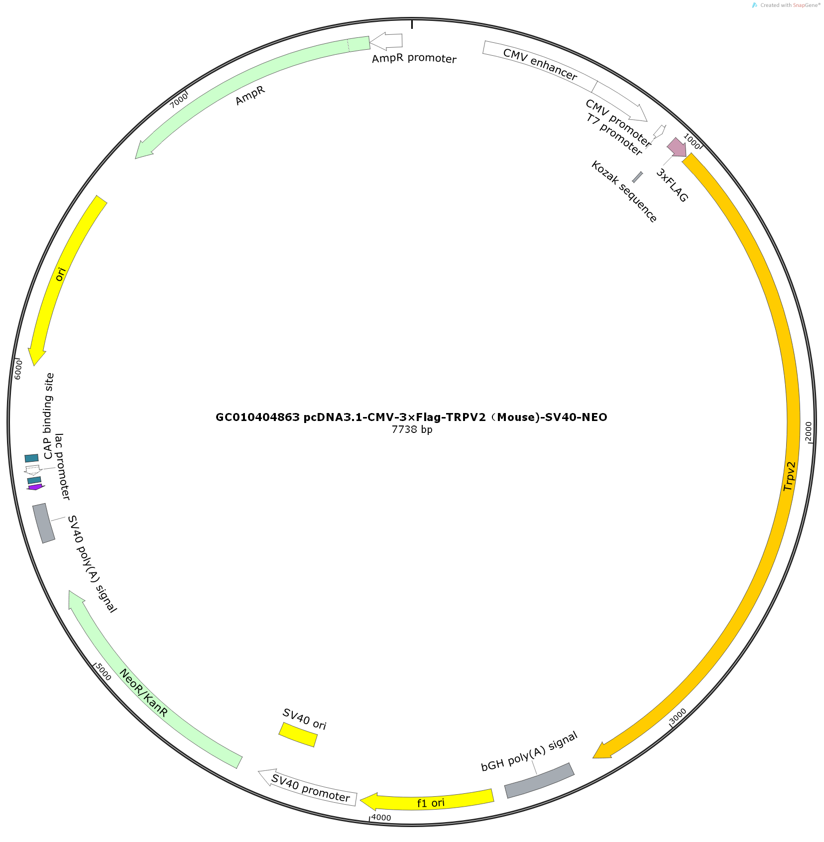 pcDNA3.1-CMV-3×Flag-TRPV2（Mouse)-SV40-NEO