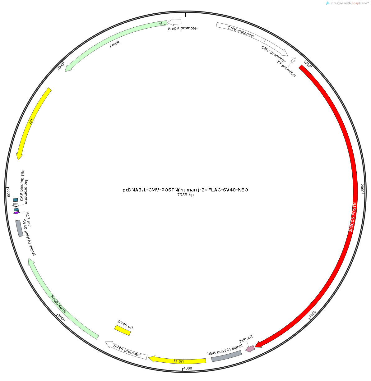 pcDNA3.1-CMV-POSTN(human)-3×FLAG-NEO