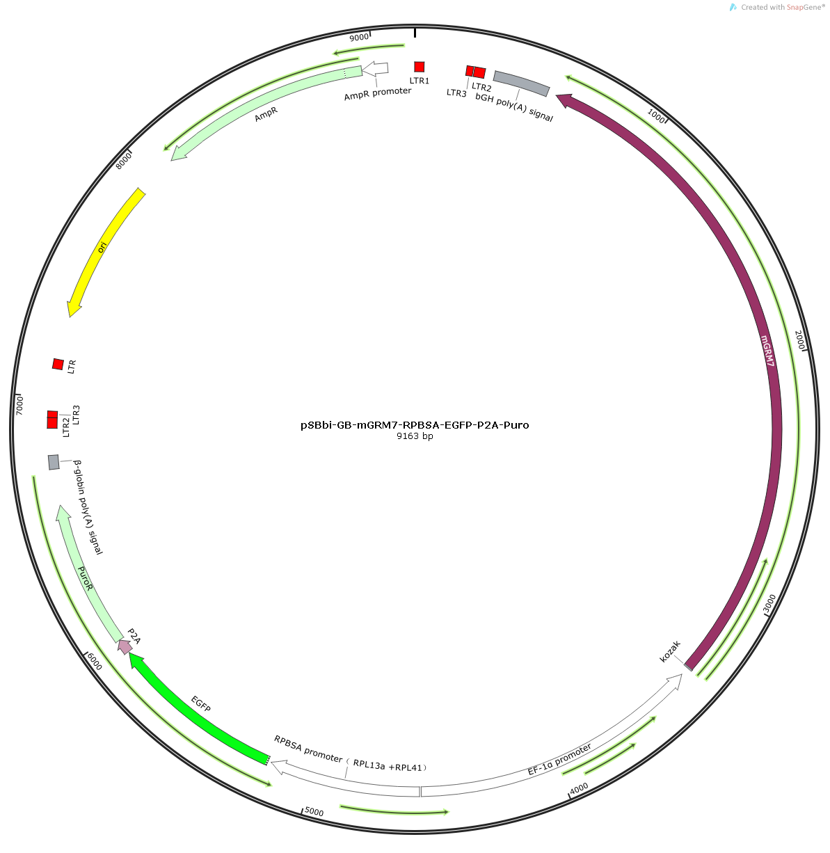  pSBbi-GB-mGRM7(Mouse)-RPBSA-EGFP-P2A-Puro