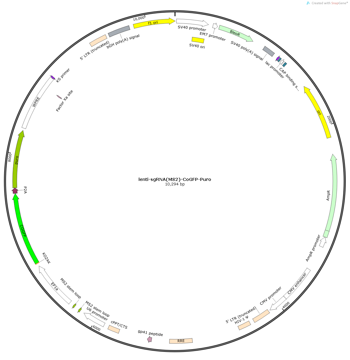 lenti-sgRNA(MS2)-CoGFP-Puro